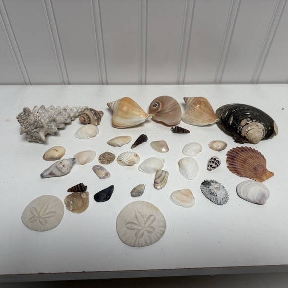 Seashells Lot Of 33 Pieces Small Shells Clam Scallop Snail Conch NO Sand Dollars - Picture 1 of 5